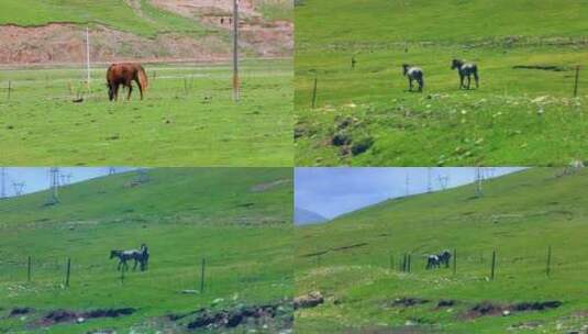 青藏高原草原青海藏族骑马高清在线视频素材下载