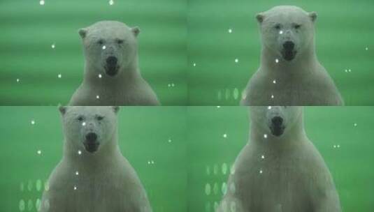 北极熊标本高清在线视频素材下载