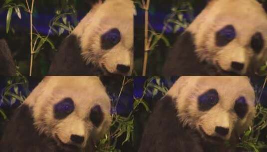 熊猫国宝四川卧龙标本高清在线视频素材下载