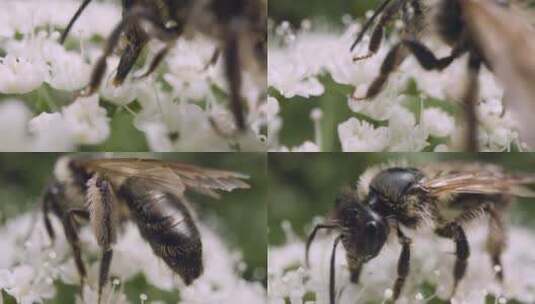 蜜蜂在采集花蜜的特写高清在线视频素材下载