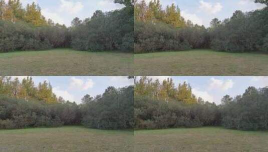 秋季茂盛的树木高清在线视频素材下载