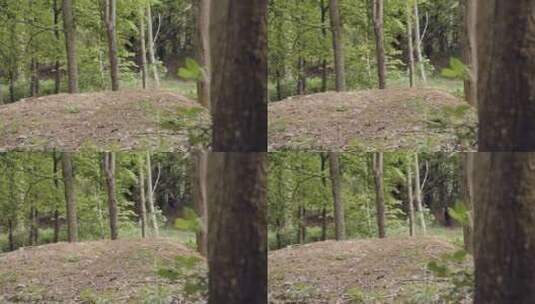 男人骑着山地车穿过林地的泥土小径高清在线视频素材下载