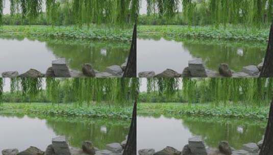 池塘的鸳鸯高清在线视频素材下载