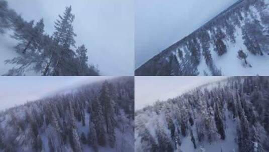航拍雪松日出森林雪景高清在线视频素材下载