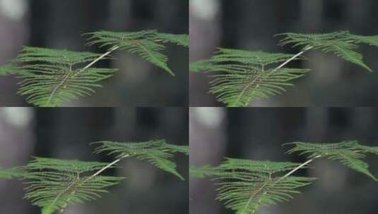 绿叶升格视频摇曳蕨类植物绿叶特写镜头高清在线视频素材下载