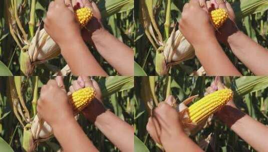 玉米棒子高清在线视频素材下载