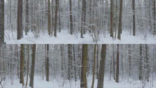 大雪覆盖的森林高清在线视频素材下载