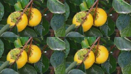 枝头成熟的柿子 (2)高清在线视频素材下载