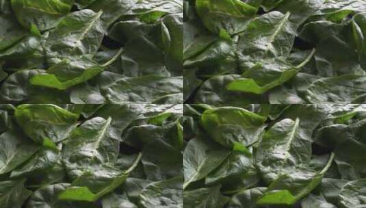 生菠菜叶旋转。4K近距离拍摄。高清在线视频素材下载