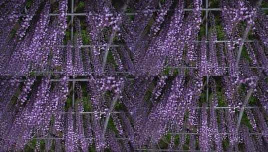 盛开的紫藤花 (4)高清在线视频素材下载