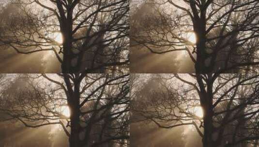 清晨阳光透过树枝景观高清在线视频素材下载