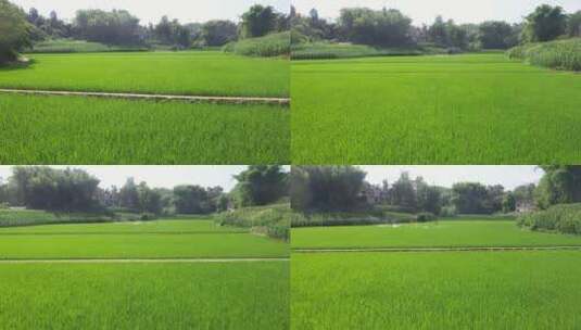 高标准农田水稻稻田高清在线视频素材下载