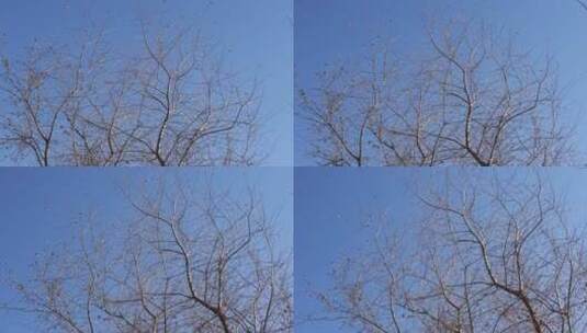 4K北方冬天光秃秃的树枝树干空镜头高清在线视频素材下载