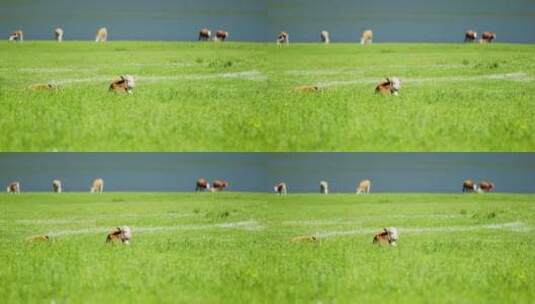 湖边草地上的小牛高清在线视频素材下载