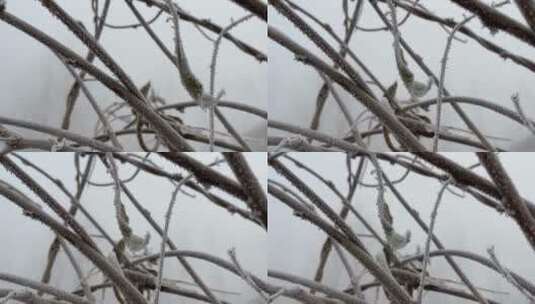 冬天下霜的植物高清在线视频素材下载