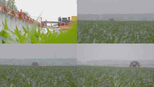 农业植保高科技大型喷洒农药追肥东北玉米田高清在线视频素材下载