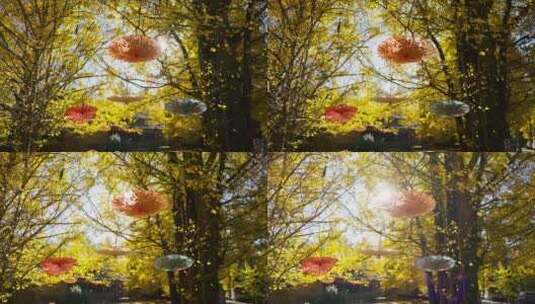 金黄银杏树上的油纸伞高清在线视频素材下载