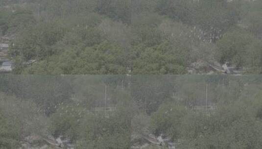 平房鸽子 四合院鸽子 北京鸽哨高清在线视频素材下载
