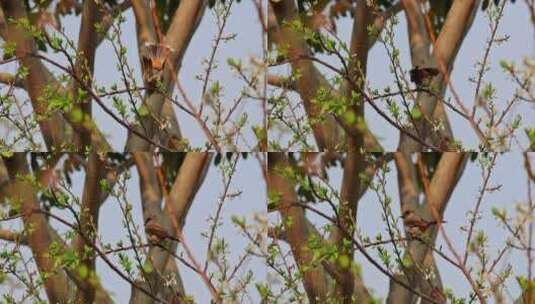 春天树上的小鸟高清在线视频素材下载