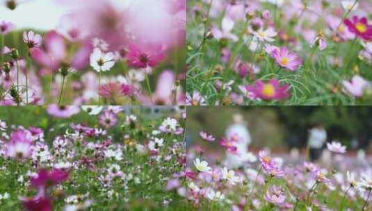 春日里格桑花波斯菊美丽花朵视频素材高清在线视频素材下载