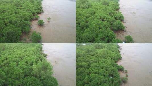 江门台山镇海湾红树林自然保护区航拍高清在线视频素材下载