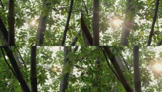 4K阳光树林高清在线视频素材下载
