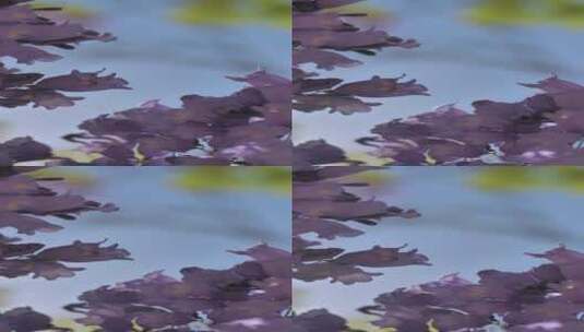 紫色花 花卉 花朵 高贵 迷人高清在线视频素材下载