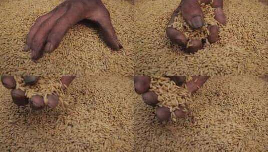 金色稻谷粮食收获丰收农业生产高清在线视频素材下载