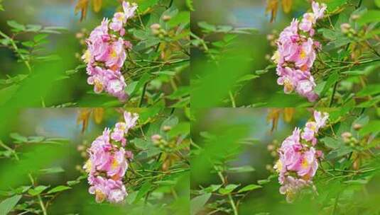 春天盛开生机勃勃的蔷薇花高清在线视频素材下载