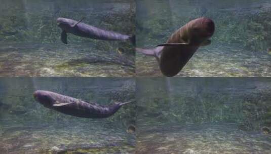 江豚水下游动翻滚高清在线视频素材下载