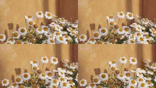 春天阳光下盛开的白色雏菊高清在线视频素材下载