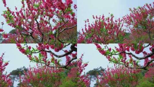 桃花林 树林 春暖花开 桃花坞 桃花园高清在线视频素材下载