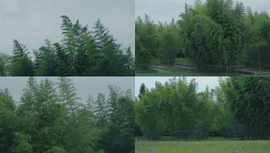 微风吹动斑竹林高清在线视频素材下载