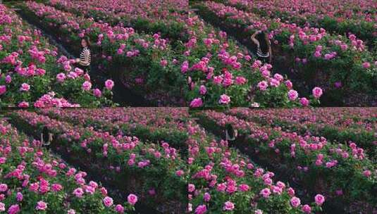 三亚博后村玫瑰花田中的游玩的中国漂亮女孩高清在线视频素材下载