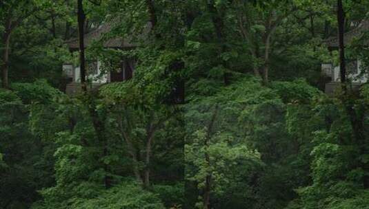 杭州虎跑树林中的古建筑前传来鸟叫声高清在线视频素材下载