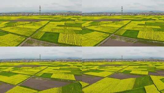 油菜花 乡村振兴 航拍汉中平原油菜花花海高清在线视频素材下载