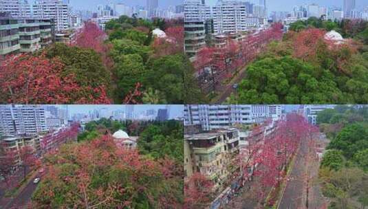 航拍广州陵园西路三月木棉花高清在线视频素材下载