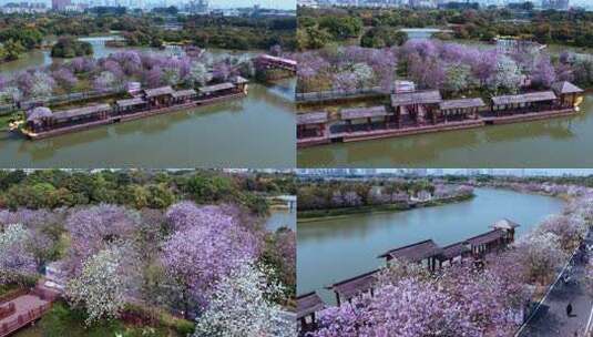 广州海珠湿地公园三月紫荆花长廊航拍4K视频高清在线视频素材下载