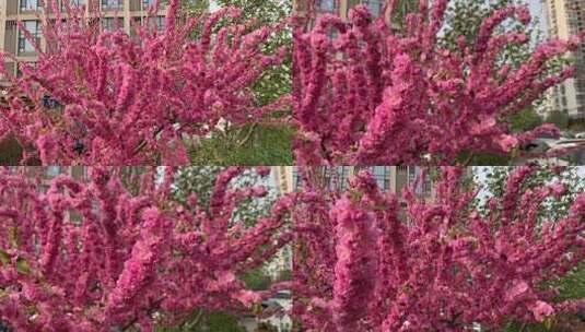 4K粉红色榆叶梅满枝条的花无拘无束开大花球高清在线视频素材下载