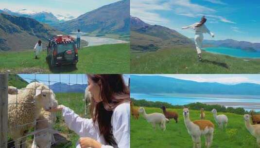 草原 绵羊 旅游 情侣 平原 内蒙古高清在线视频素材下载