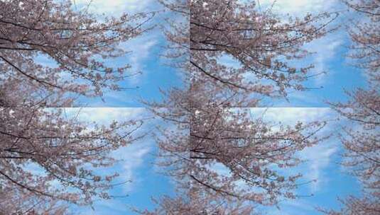 贵州平坝樱花实拍高清在线视频素材下载