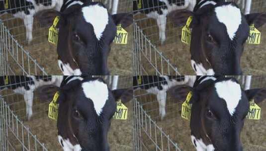 奶牛 小奶牛 奶牛场 奶牛养殖 (98)高清在线视频素材下载