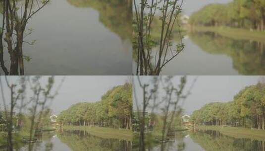 花草树木植物空镜高清在线视频素材下载