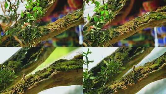 4K古树苔藓绿苔唯美小清新高清在线视频素材下载