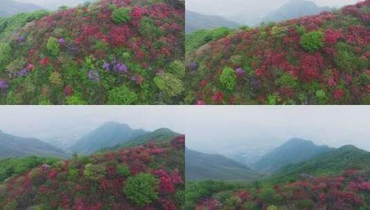 杭州余杭鸬鸟山顶杜鹃花春天映山红航拍高清在线视频素材下载