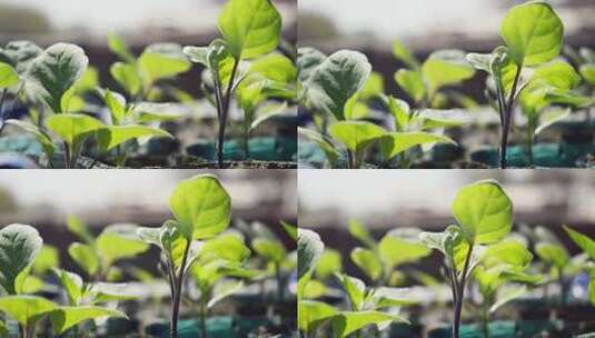 春天植物菜苗实拍高清在线视频素材下载