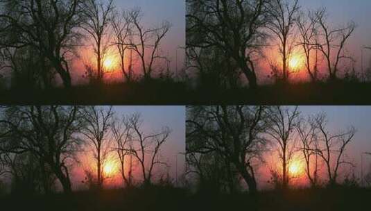 日出日落剪影树木高清在线视频素材下载