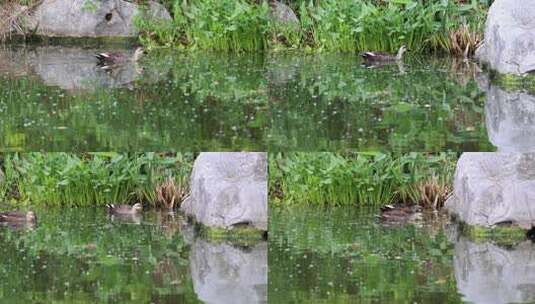 实拍夏季池塘里的斑嘴鸭高清在线视频素材下载