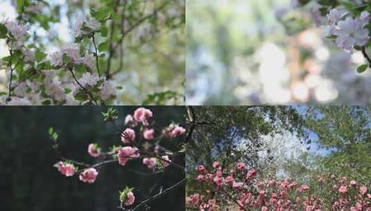 花朵 春天 阳光明媚 春花 初春 春风高清在线视频素材下载