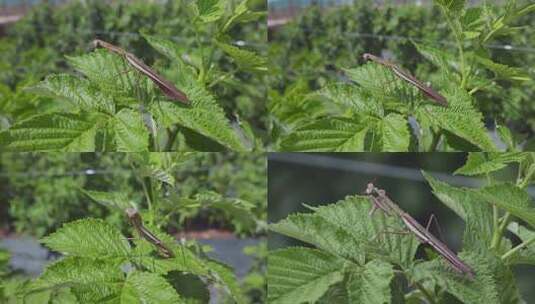 昆虫视频绿叶上棕色螳螂高清在线视频素材下载